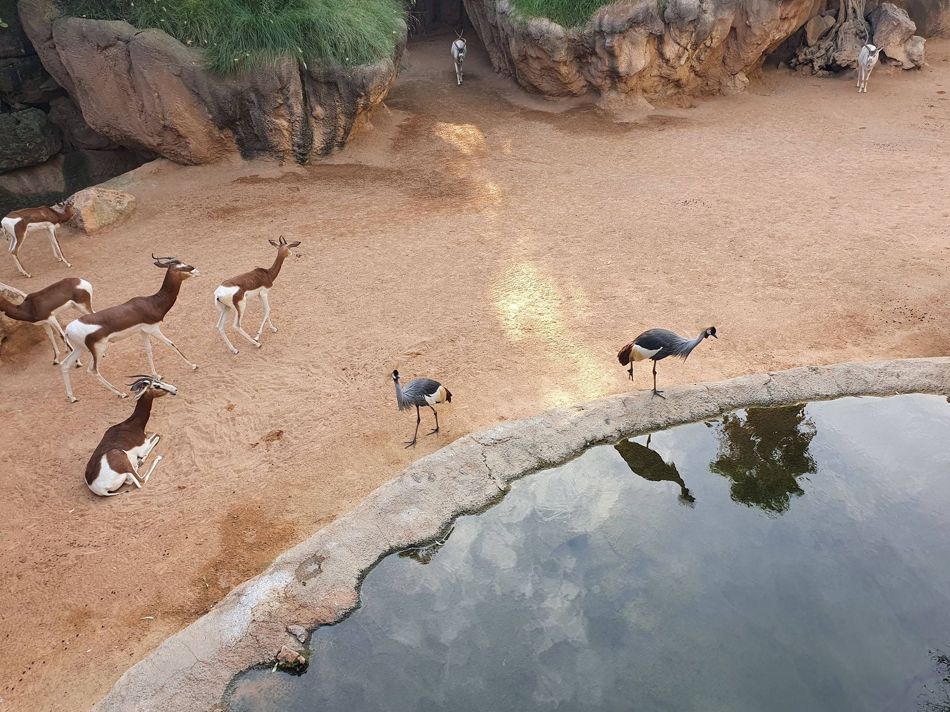 Bioparc Valencia